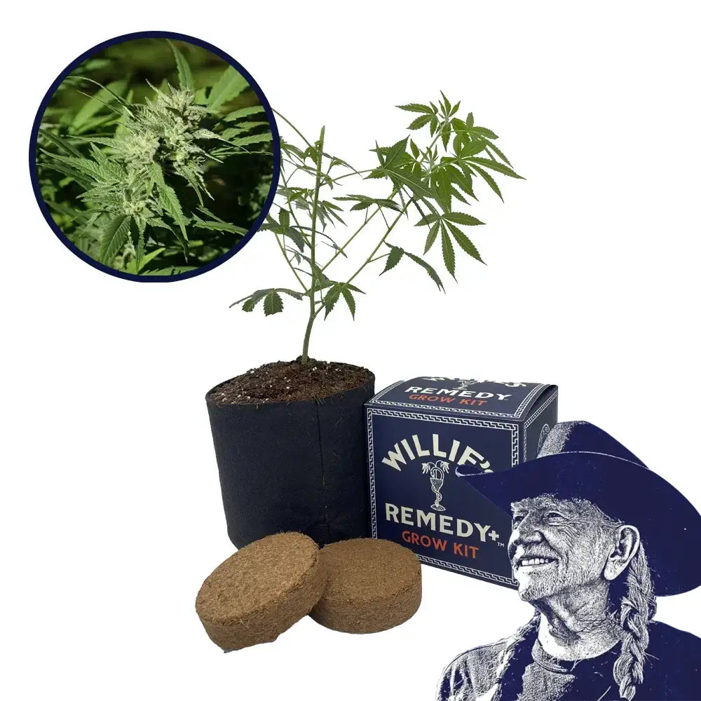 Triangle Kush Strain Grow Kit