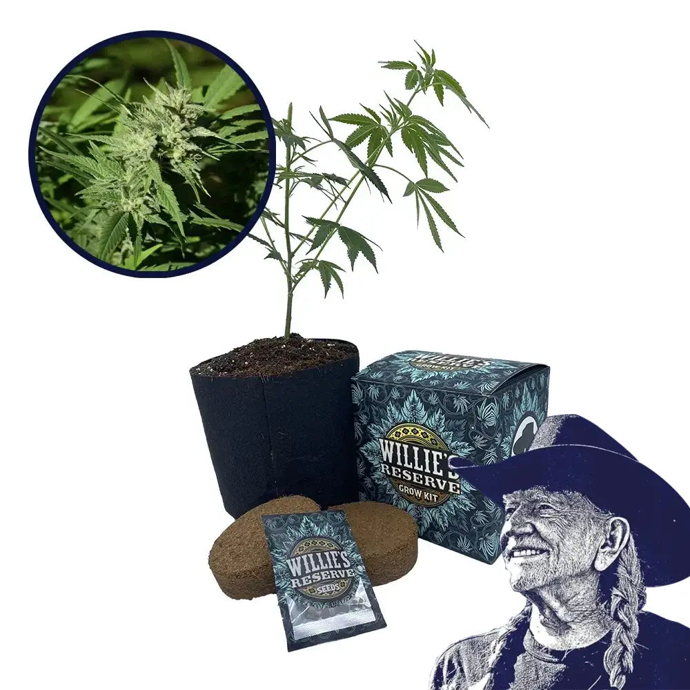 Triangle Kush Strain High Yield Grow Kit