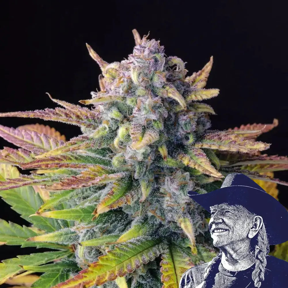 Tropicana Cookies