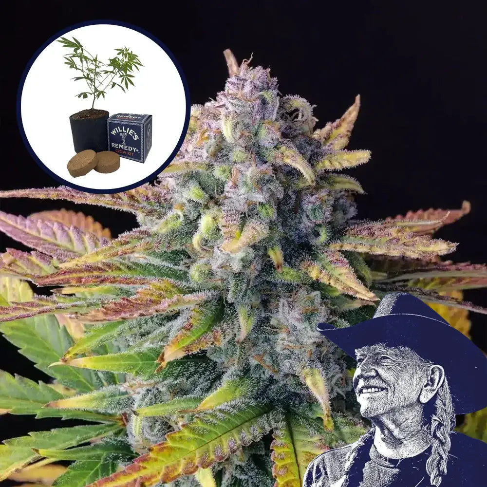 Tropicana Cookies Grow Kit