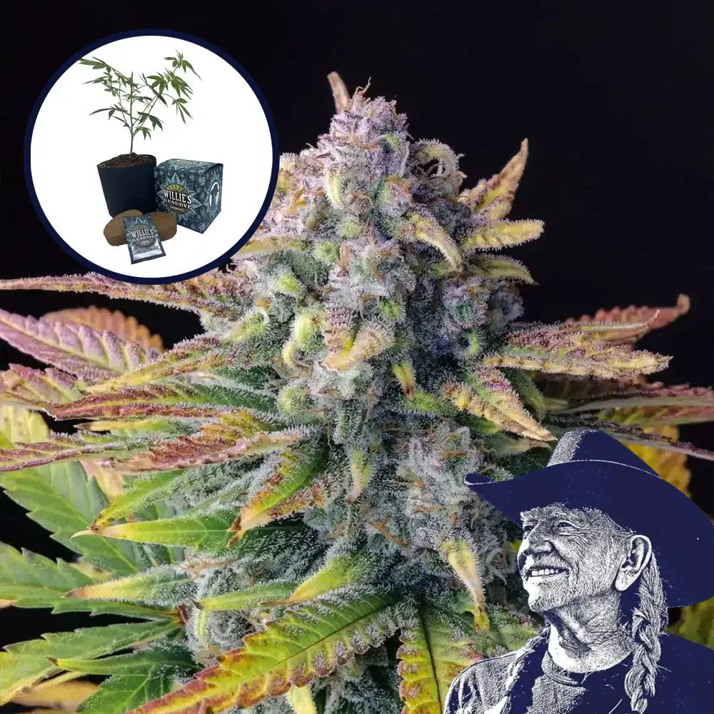 Tropicana Cookies High Yield Grow Kit