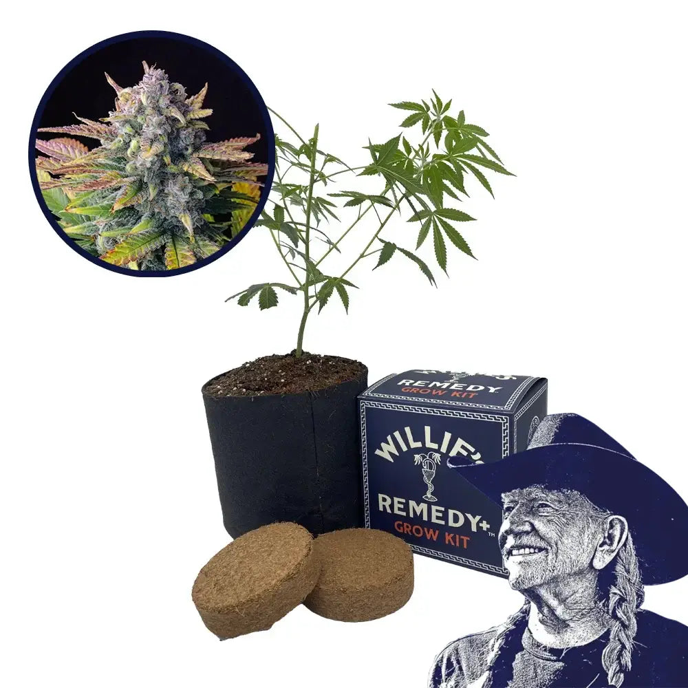 Tropicana Cookies Strain Grow Kit