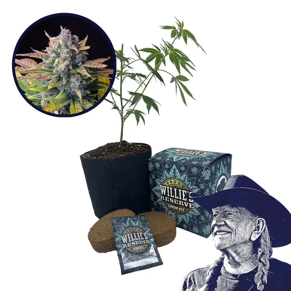 Tropicana Cookies Strain High Yield Grow Kit