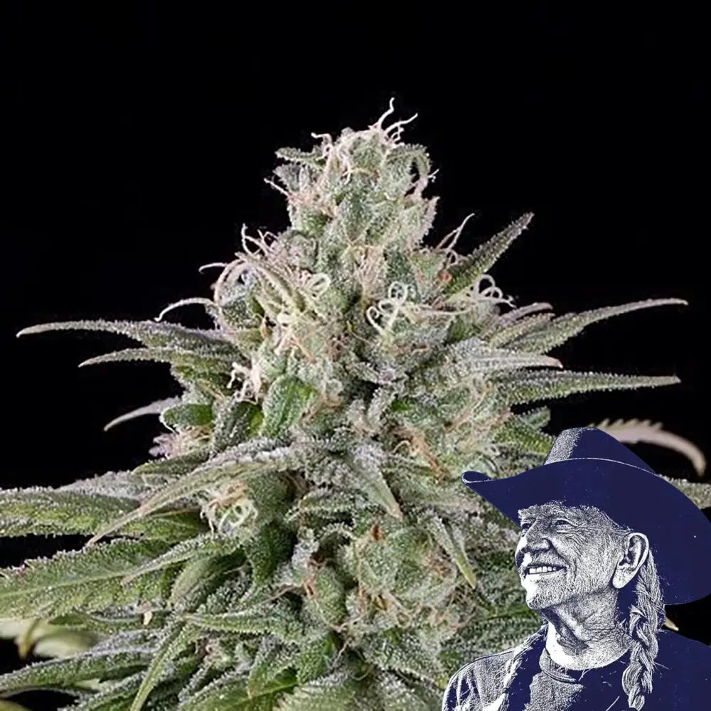 UK Cheese Auto