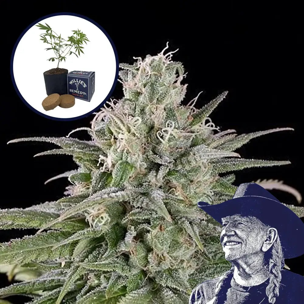 UK Cheese Grow Kit