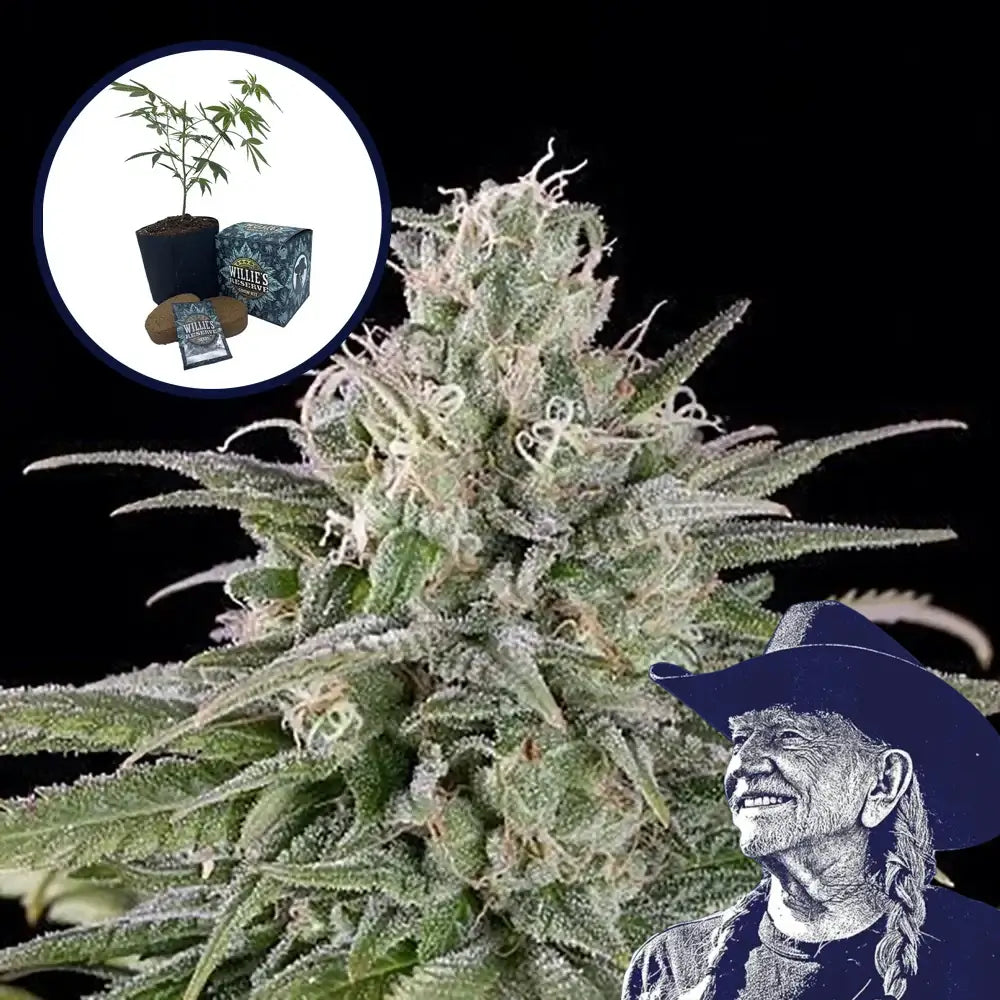 UK Cheese High Yield Grow Kit