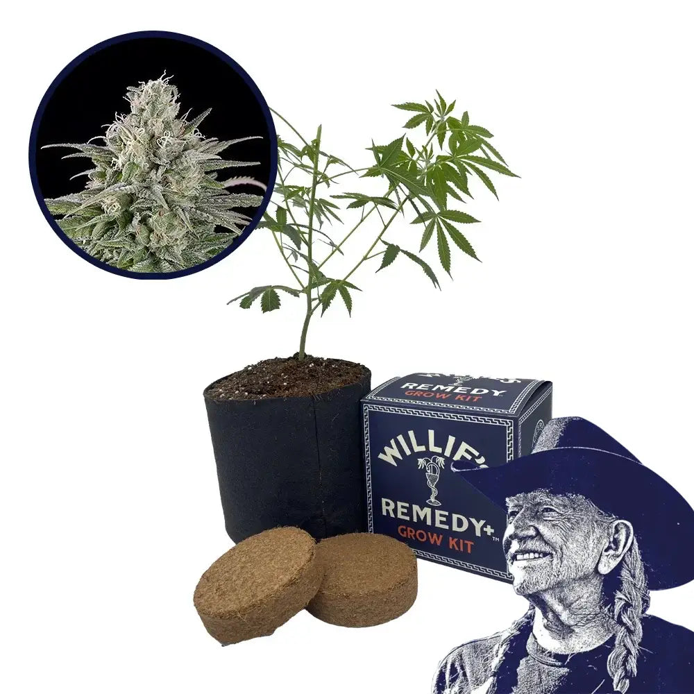 UK Cheese Strain Grow Kit