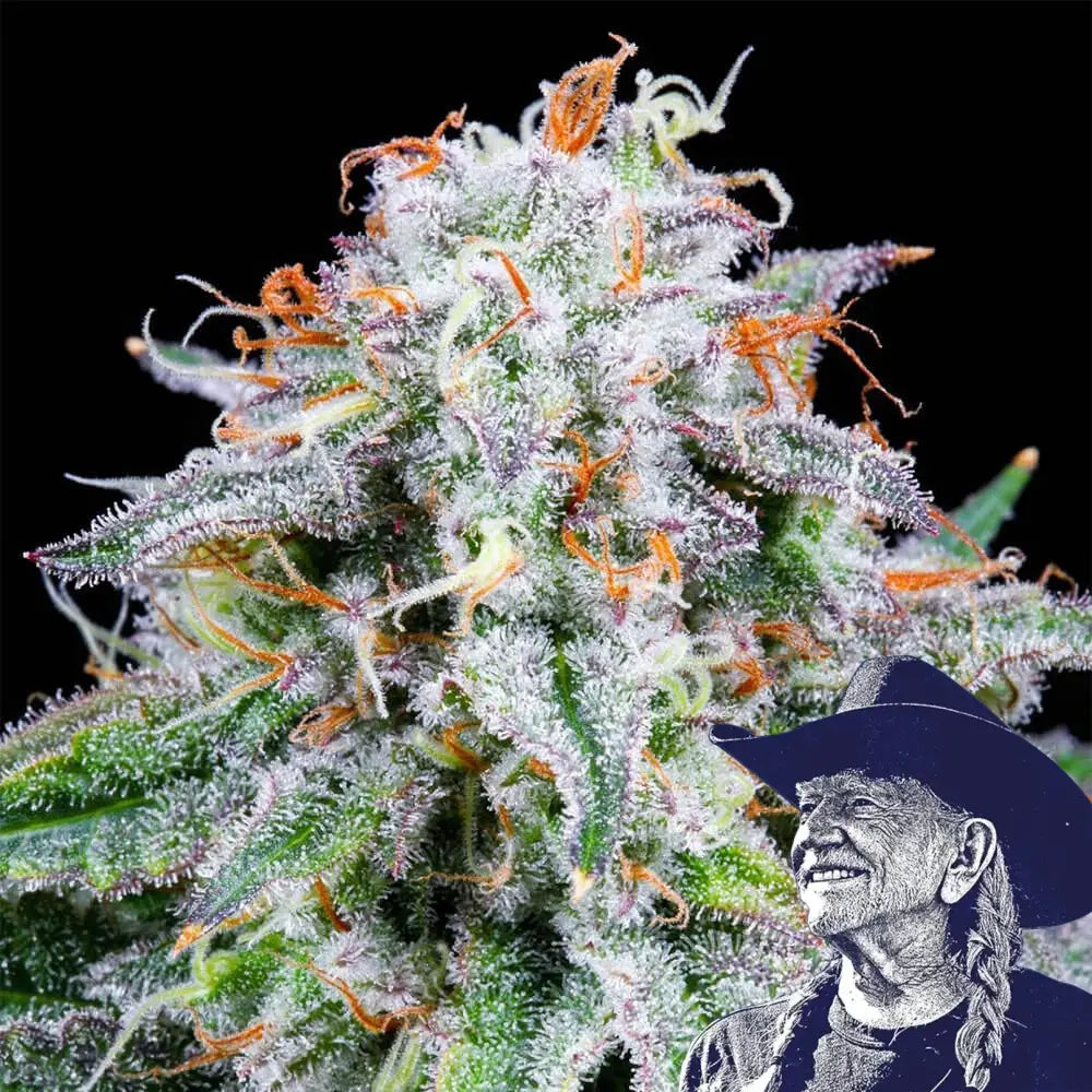 Watermelon Mimosa Auto
