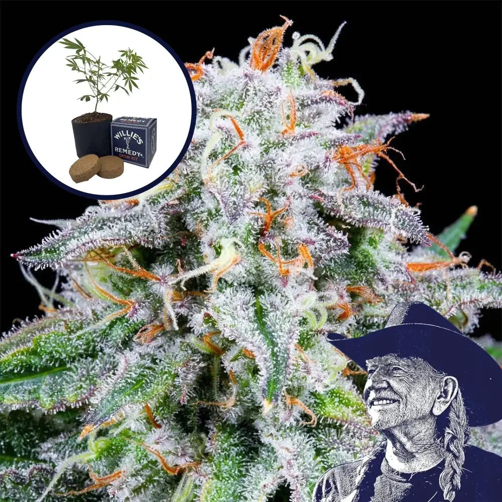 Watermelon Mimosa Grow Kit