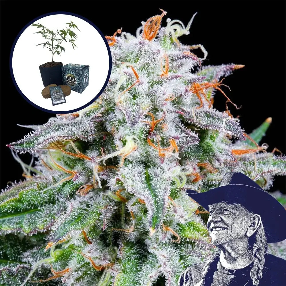 Watermelon Mimosa High Yield Grow Kit