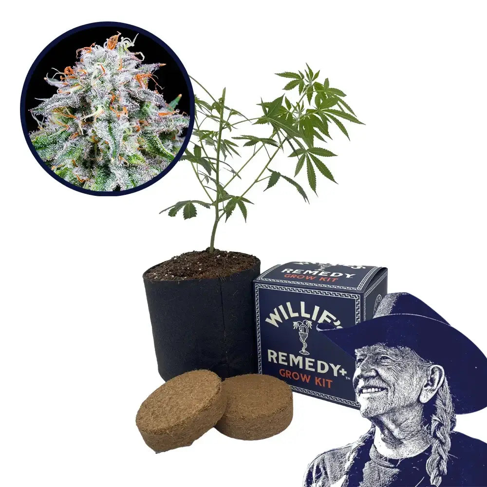 Watermelon Mimosa Strain Grow Kit