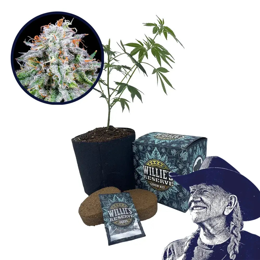Watermelon Mimosa Strain High Yield Grow Kit