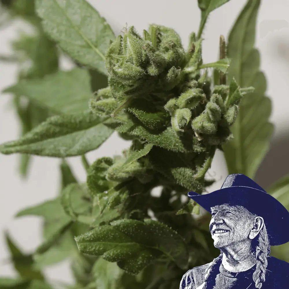 Watermelon Zkittlez Auto