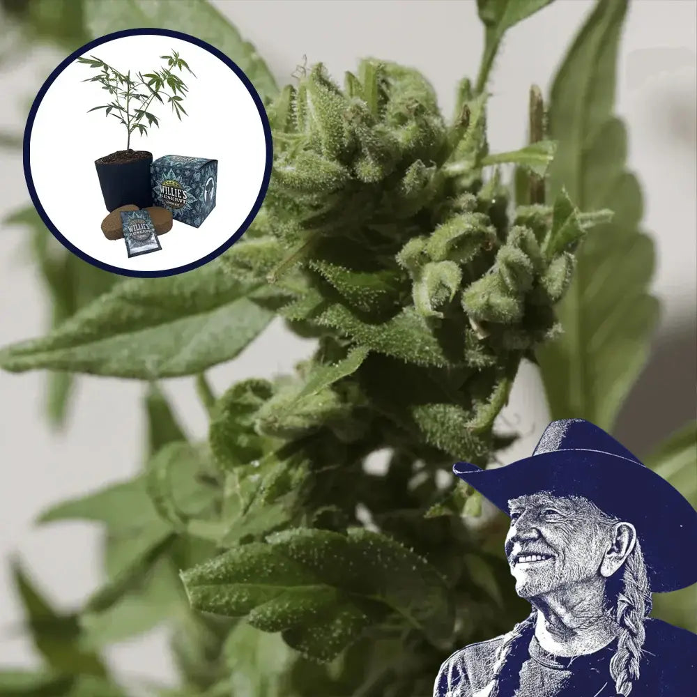 Watermelon Zkittlez High Yield Grow Kit