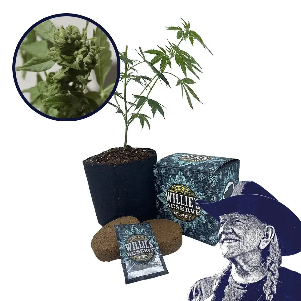 Watermelon Zkittlez Strain High Yield Grow Kit