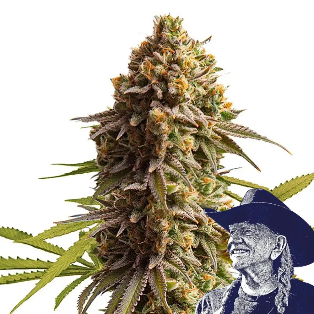 Wedding Cake Auto