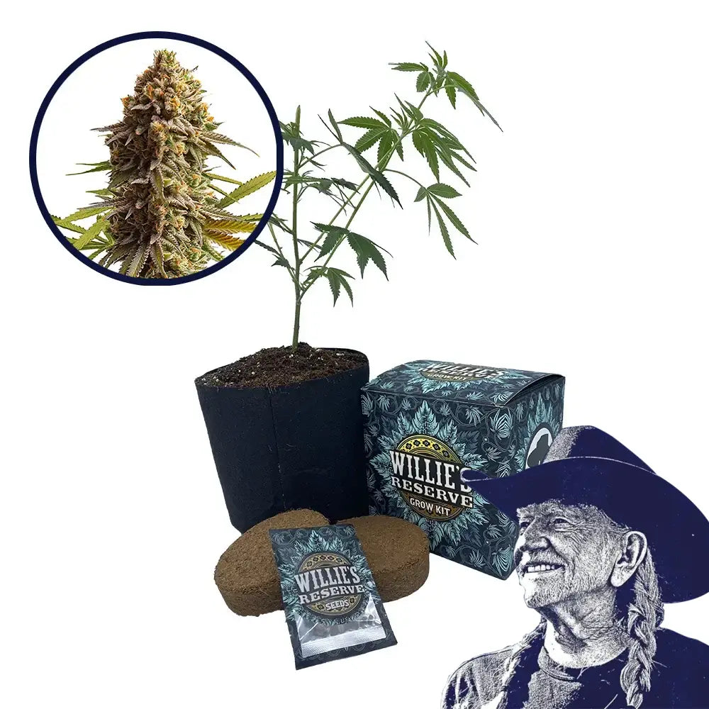 Wedding Cake Strain High Yield Grow Kit