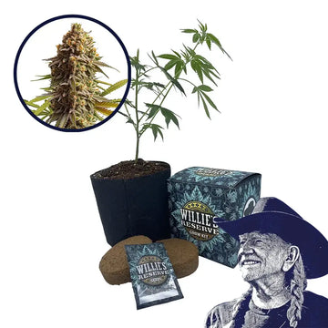 Wedding Cake Strain High Yield Grow Kit