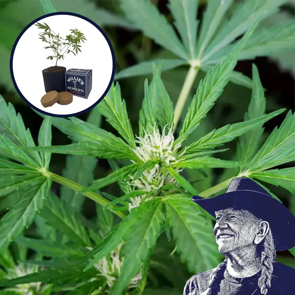 White Fire OG Grow Kit
