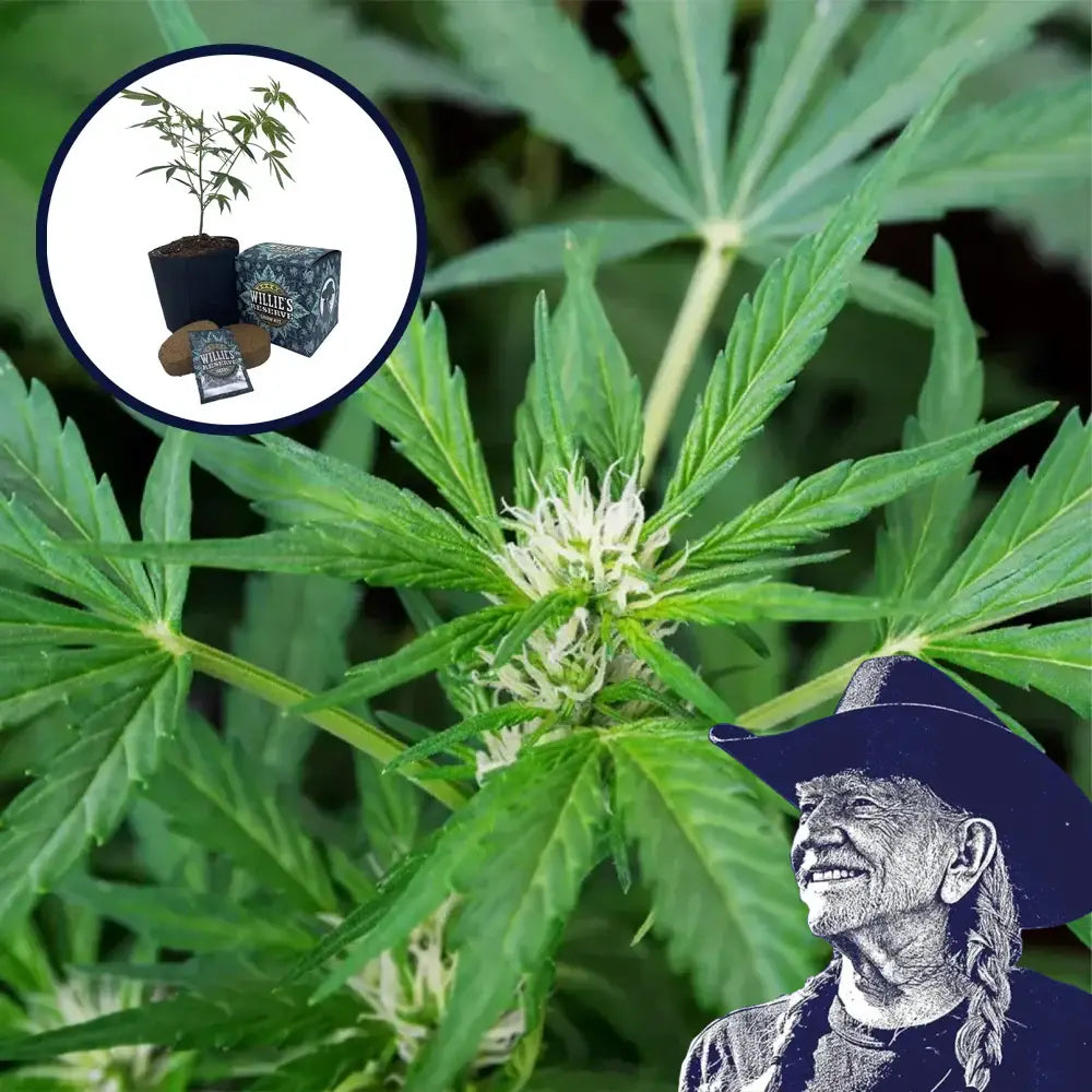White Fire OG High Yield Grow Kit