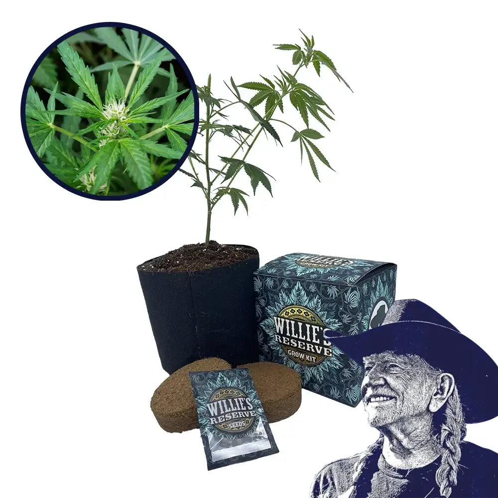 White Fire OG Strain High Yield Grow Kit
