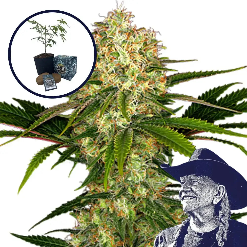 White Ice High Yield Grow Kit