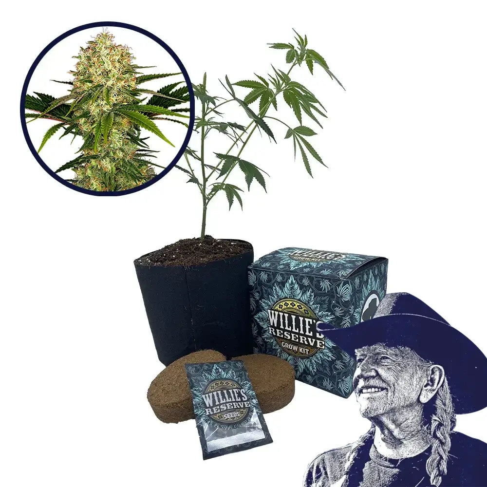 White Ice Strain High Yield Grow Kit