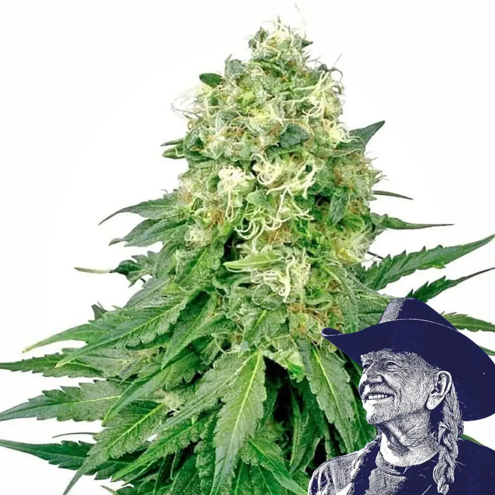 White Rhino