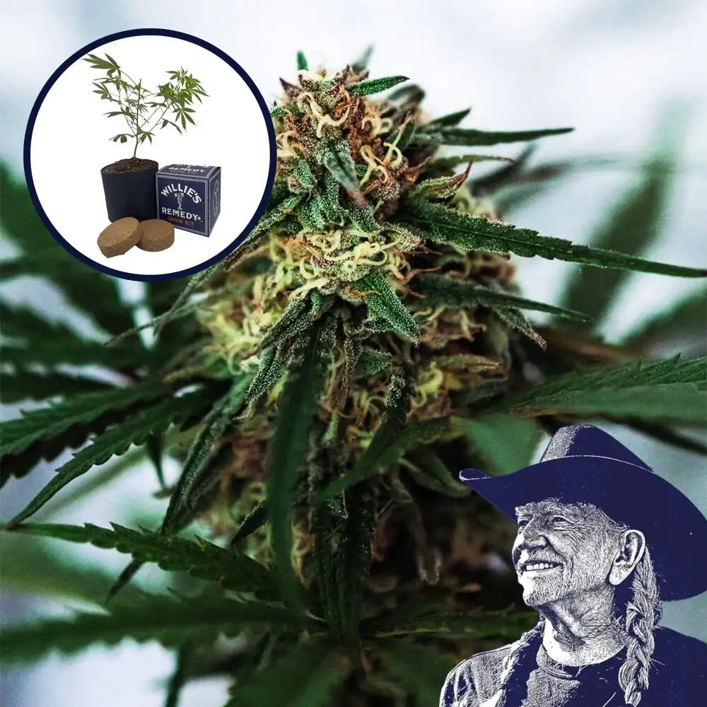 White Truffle Grow Kit