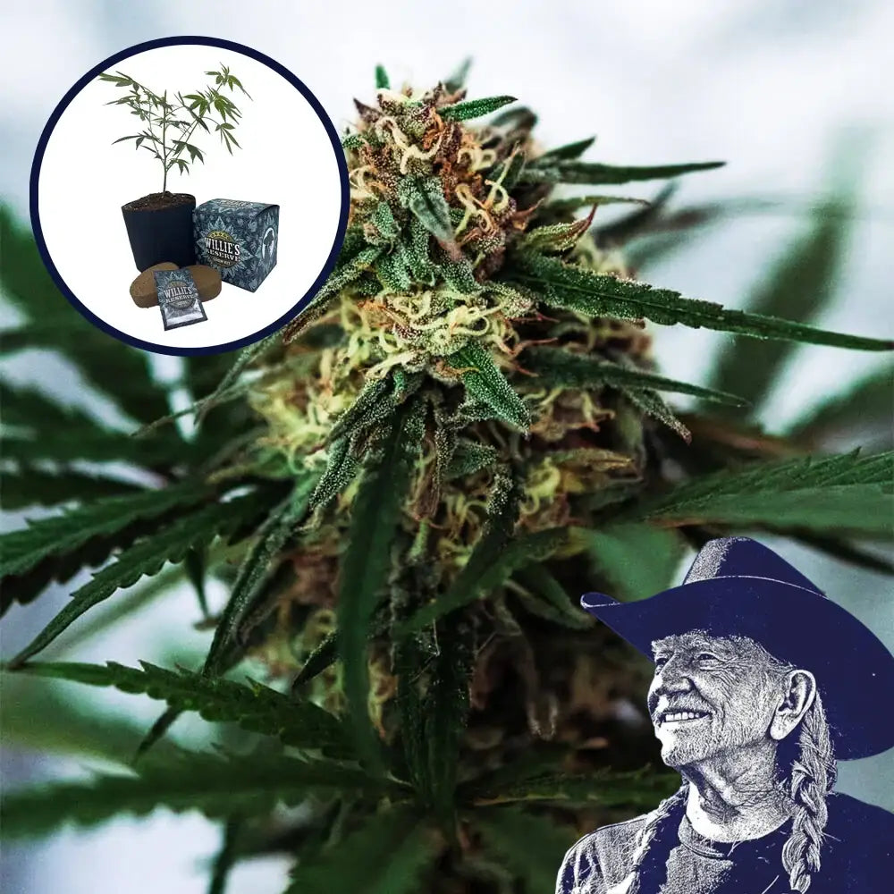 White Truffle High Yield Grow Kit