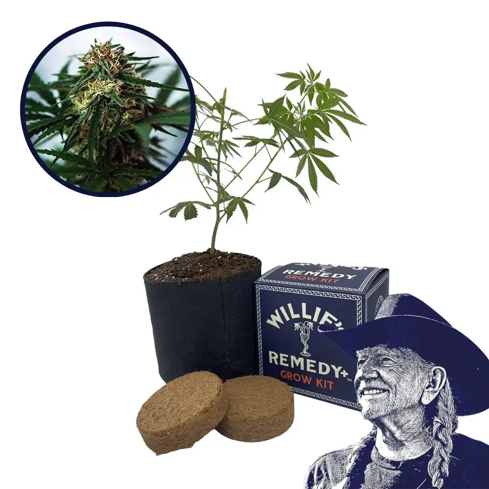 White Truffle Strain Grow Kit