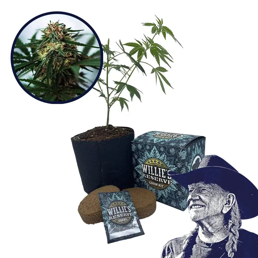 White Truffle Strain High Yield Grow Kit