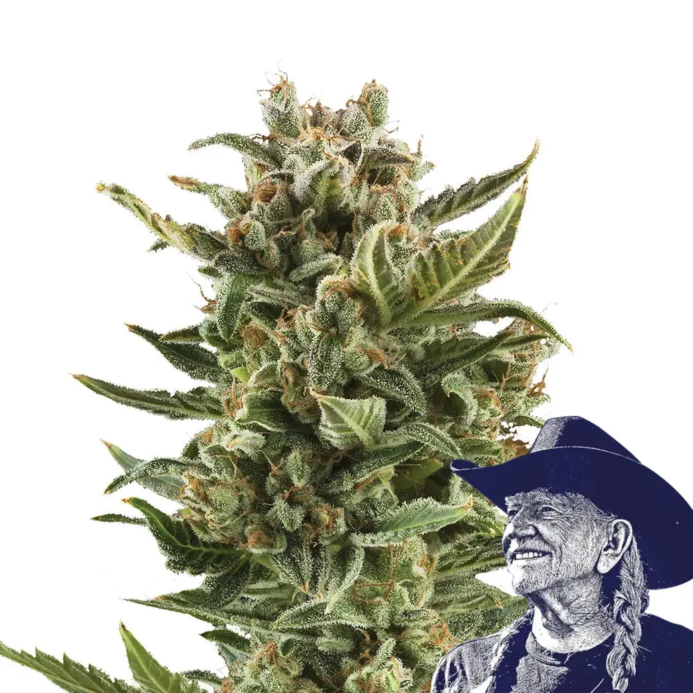 White Widow