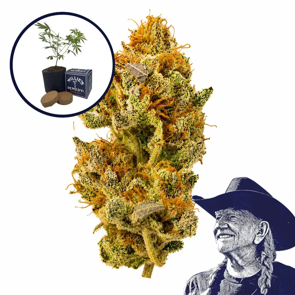 White Widow Grow Kit