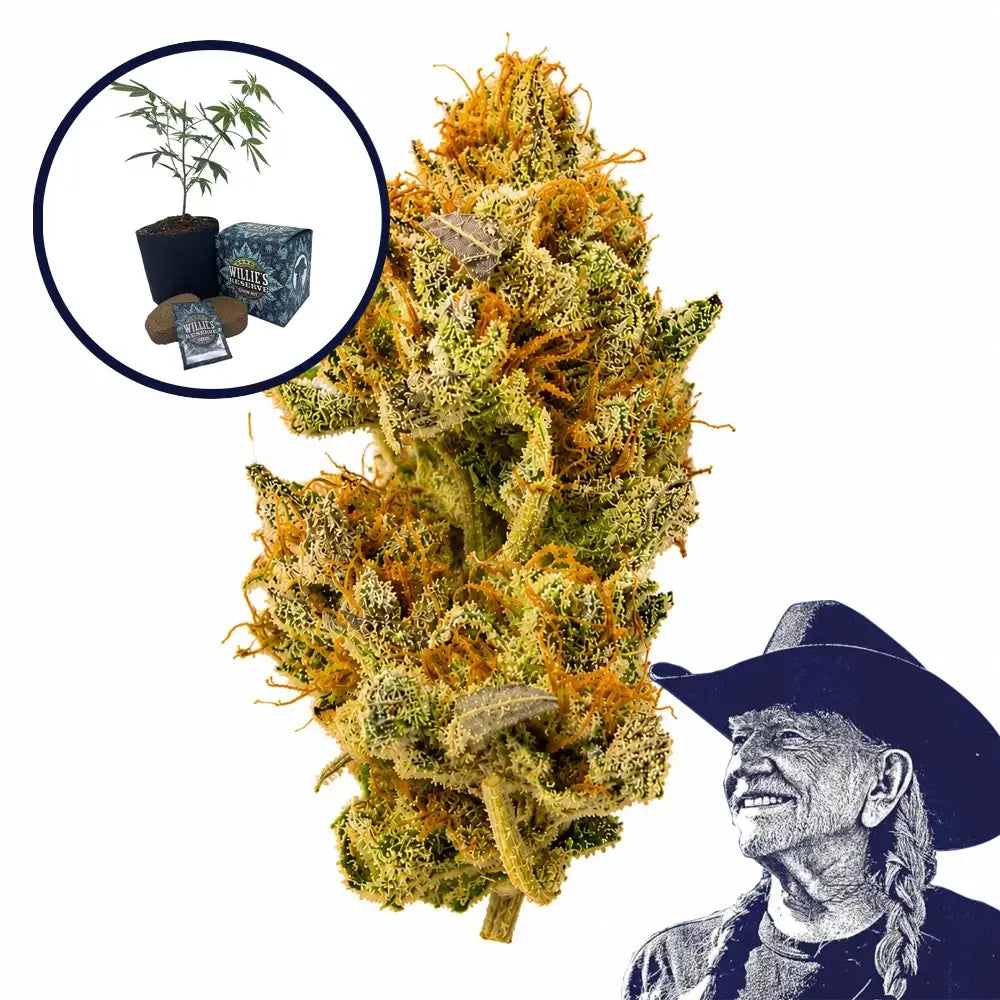 White Widow High Yield Grow Kit