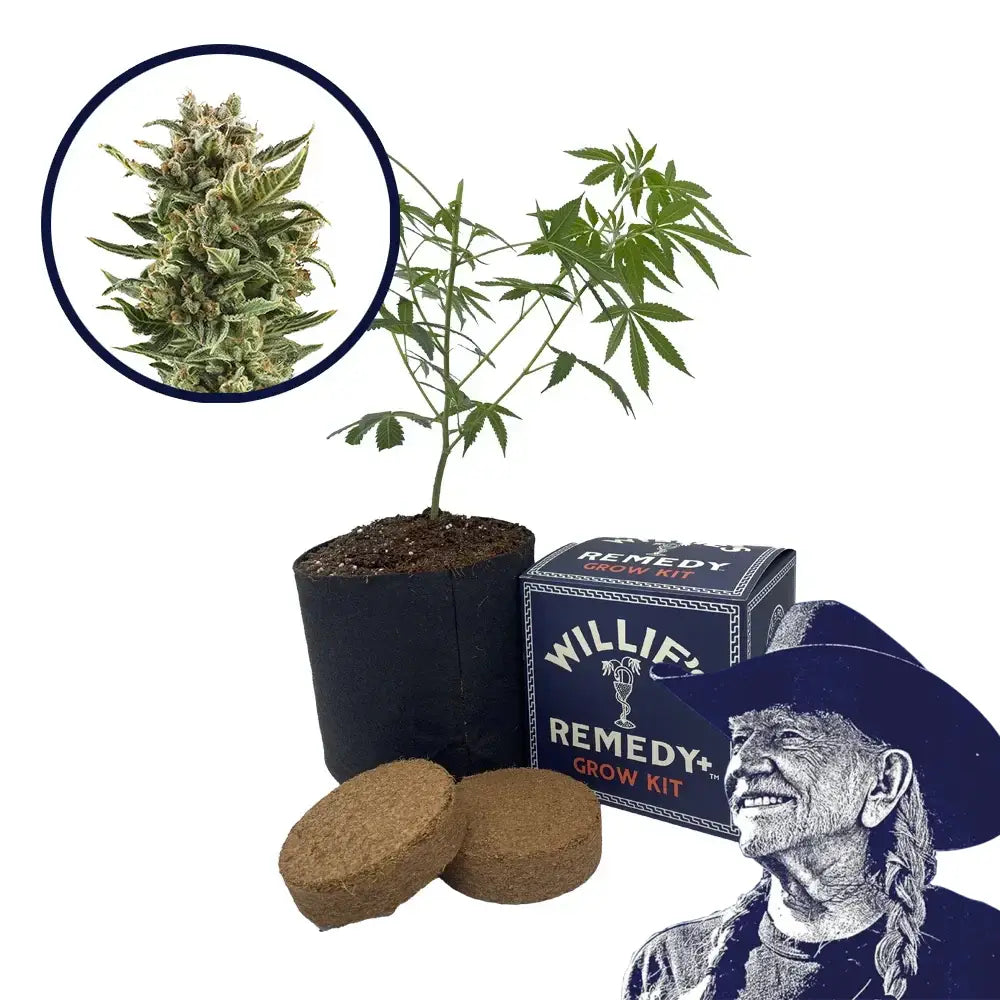 White Widow Strain Grow Kit