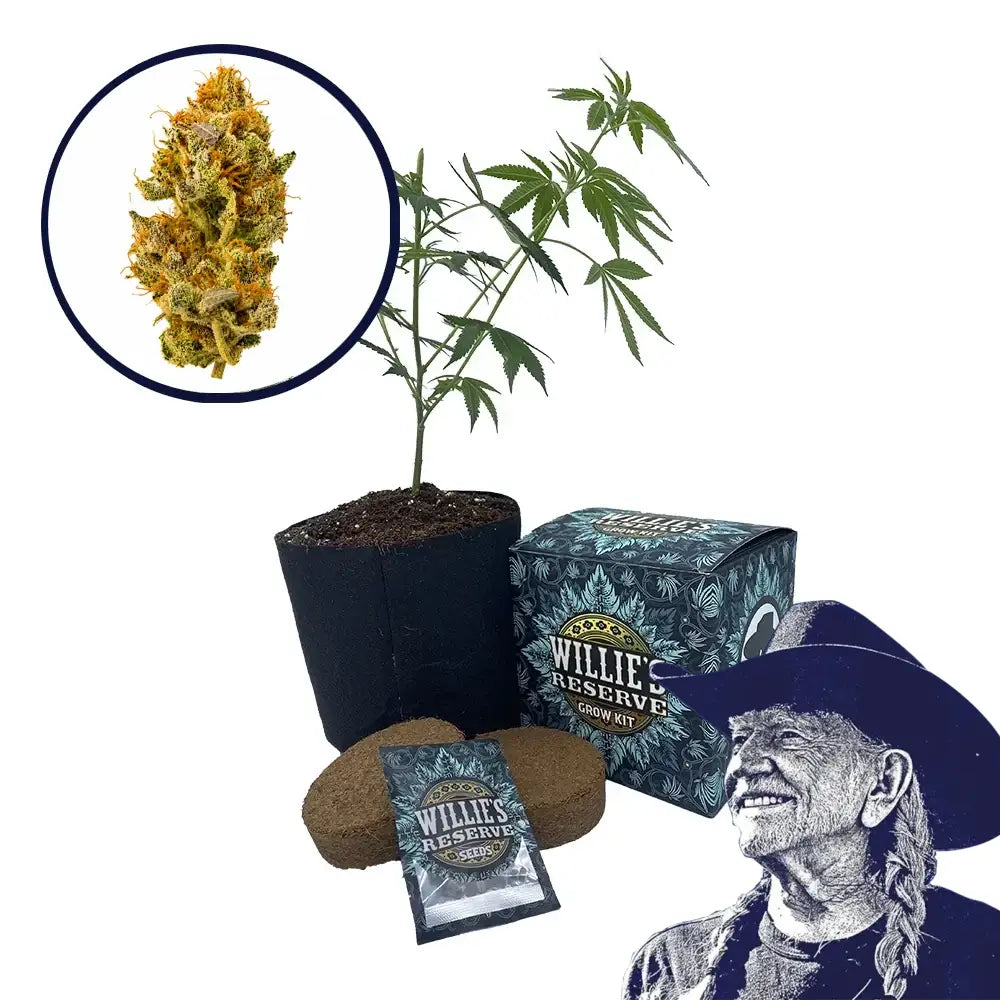 White Widow Strain High Yield Grow Kit