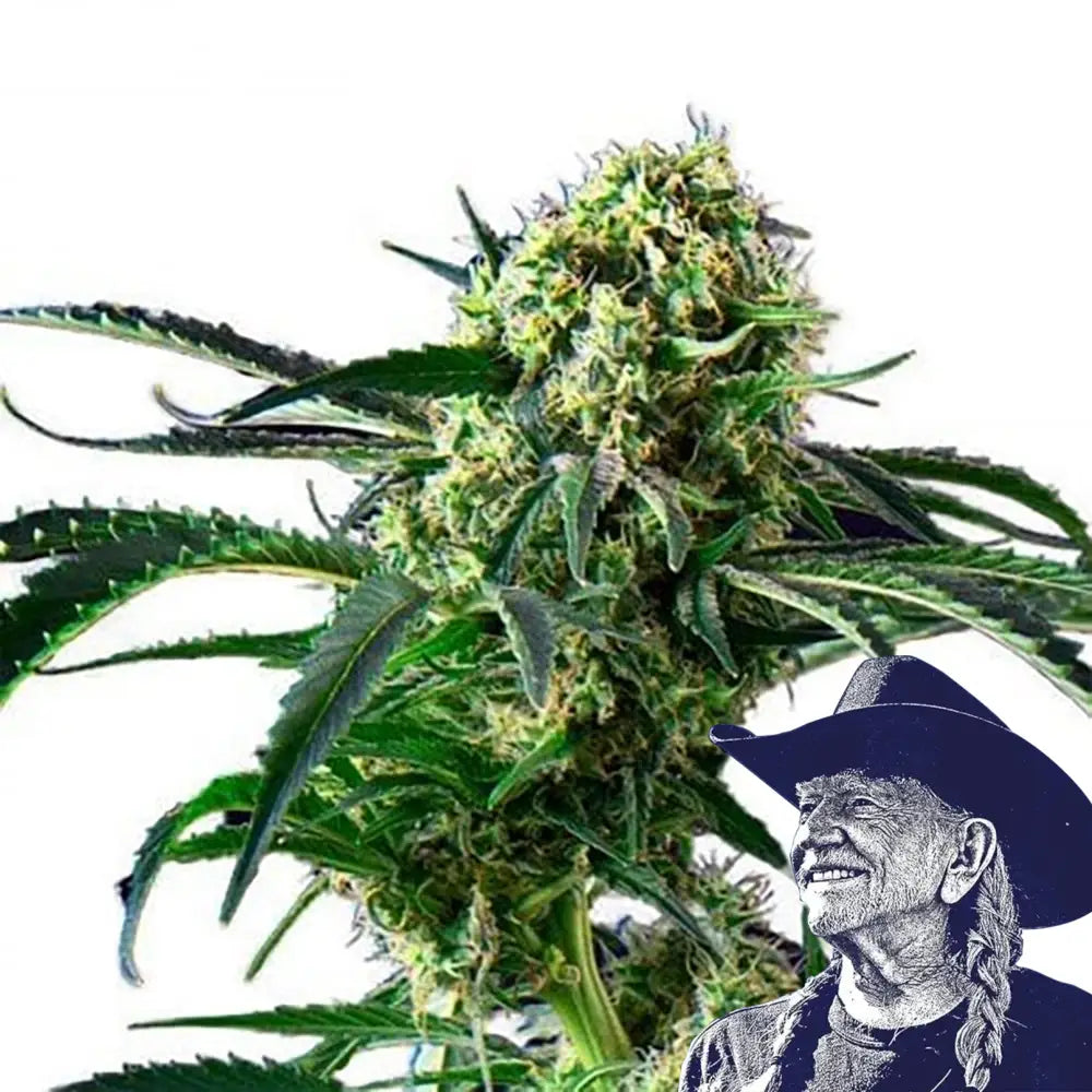 Wrecking Ball Auto