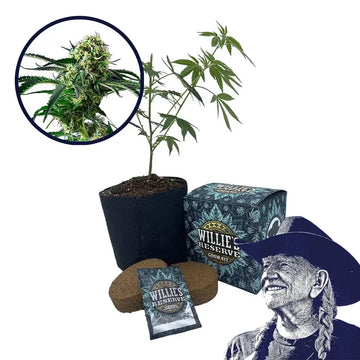 Wrecking Ball Strain High Yield Grow Kit