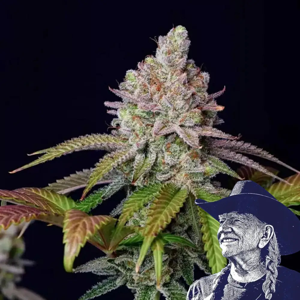 Zkittlez