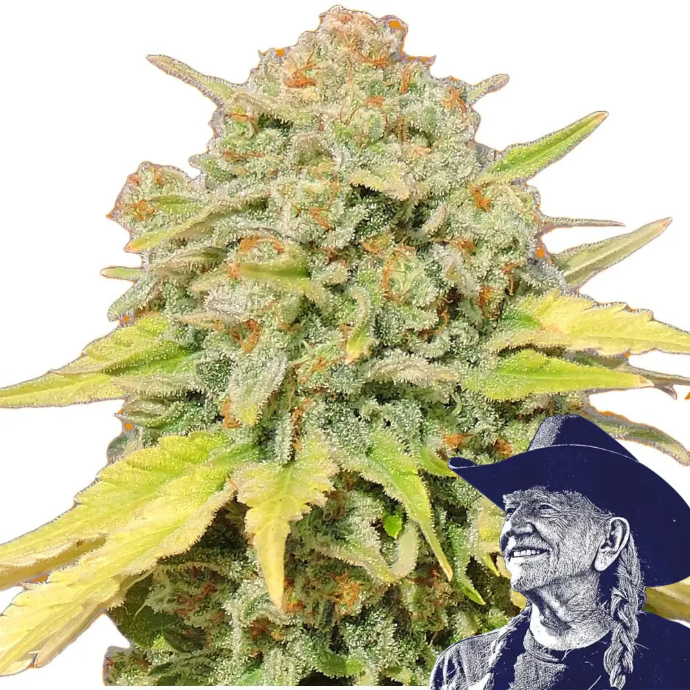 Zkittlez Auto