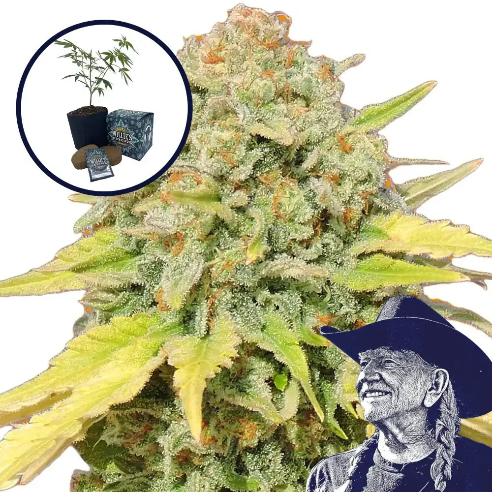 Zkittlez High Yield Grow Kit