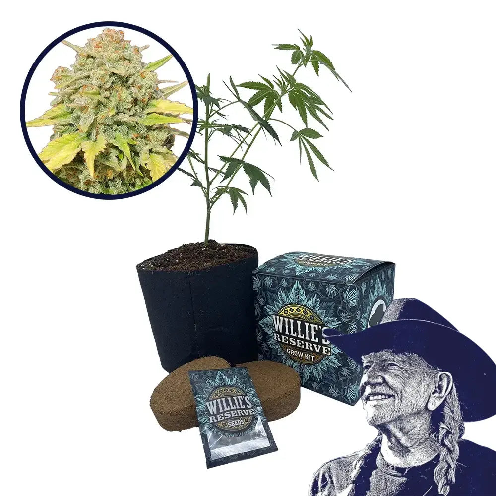 Zkittlez Strain High Yield Grow Kit