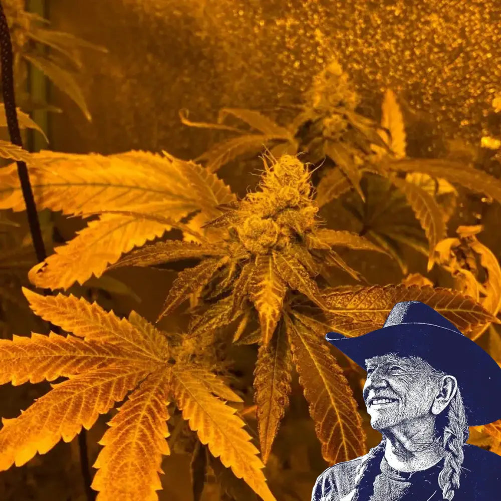 Zookies Auto