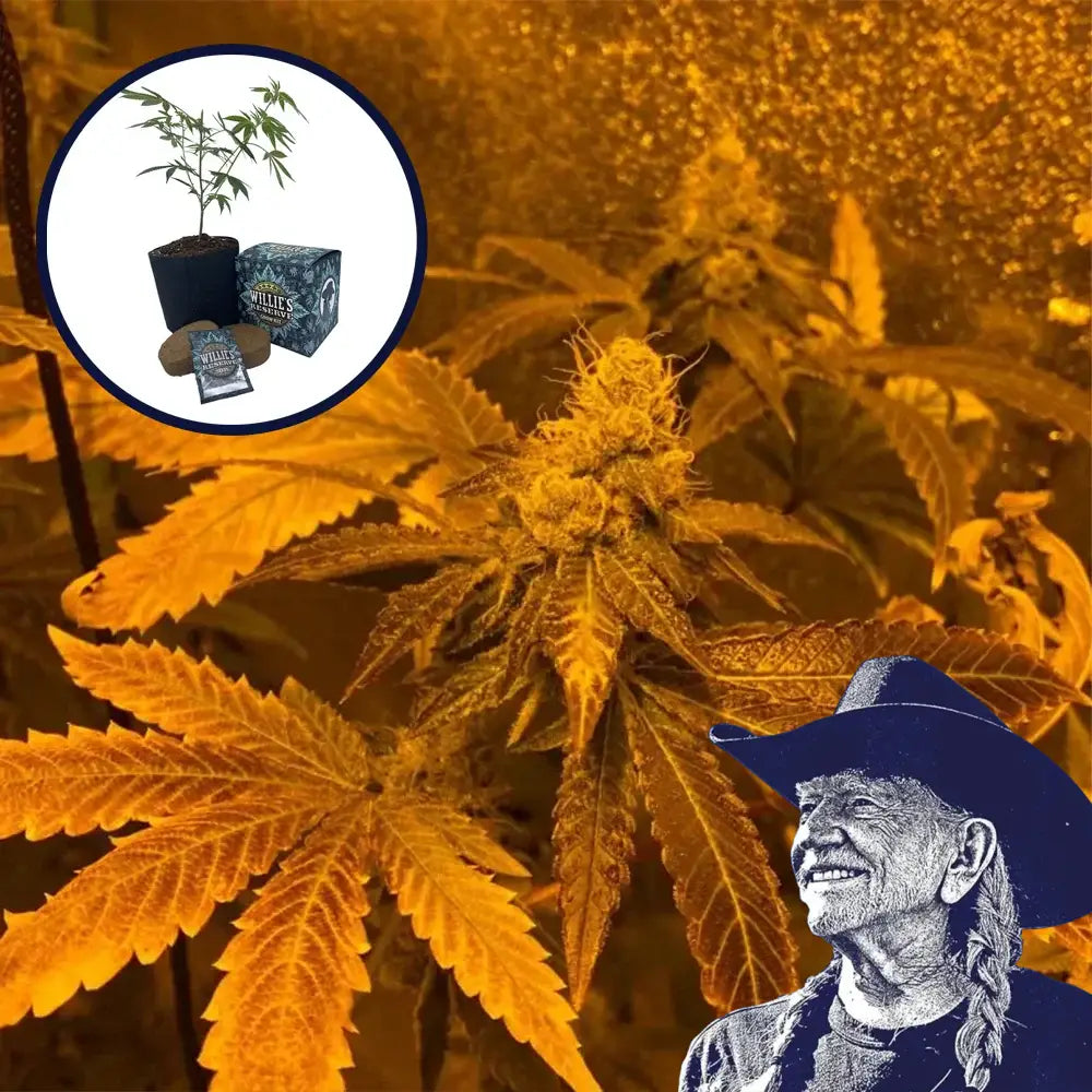 Zookies High Yield Grow Kit