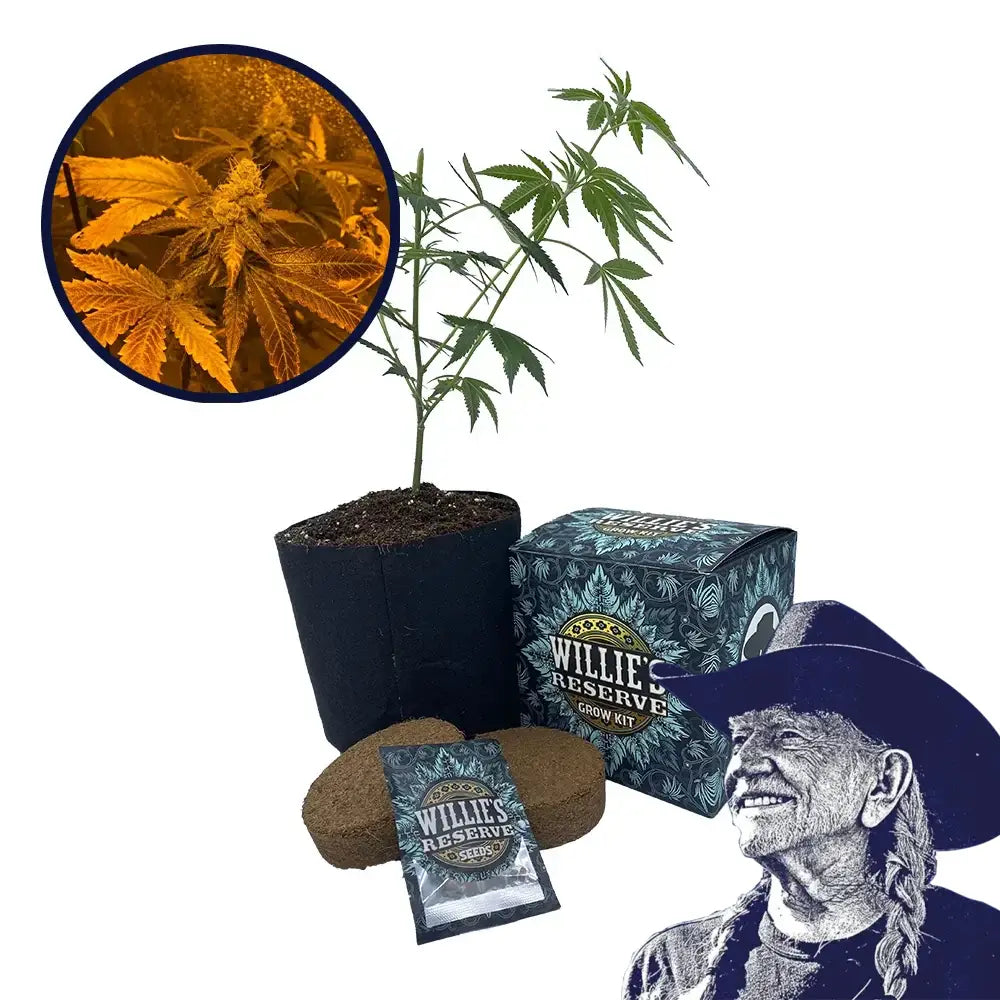 Zookies Strain High Yield Grow Kit
